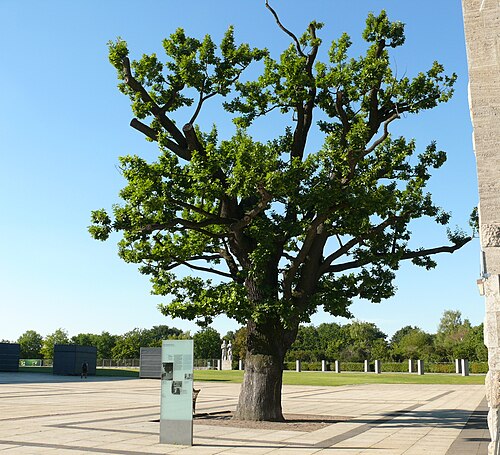 The Podbielski Oak