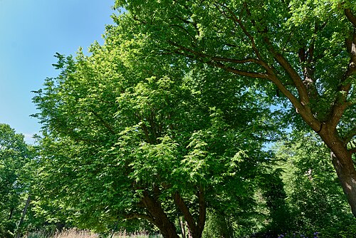 The Englischer Garten Wingnut