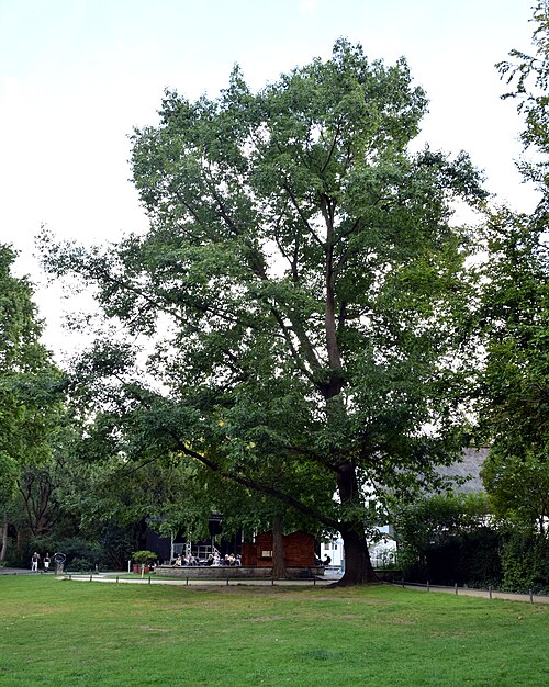 The Queen's Oak of the Englischer Garten