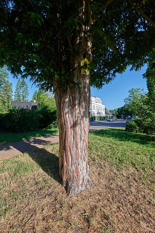 The Twin Yews of Johannaplatz