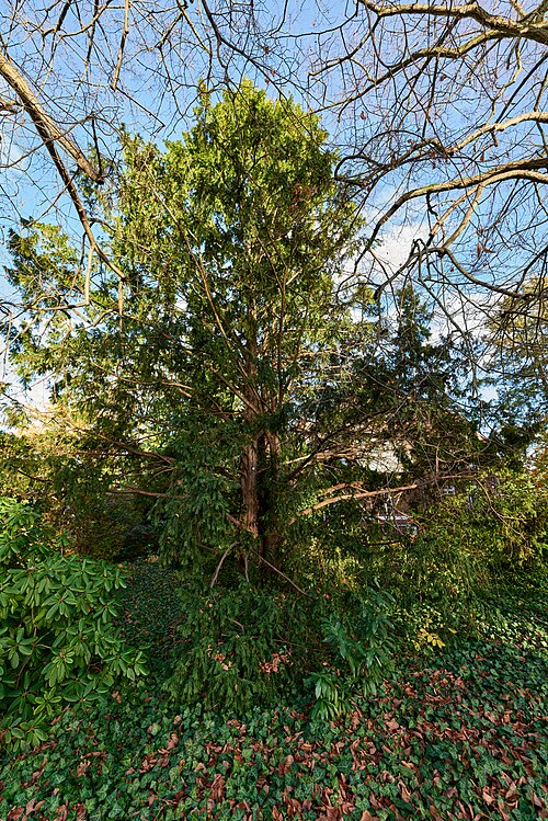The Yew of the TU Schaugärten