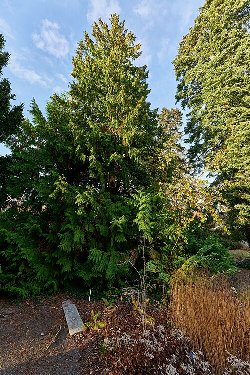 The Giant Thuja of the TU Schaugärten