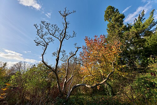 The Saucer Magnolia of the TU Schaugärten