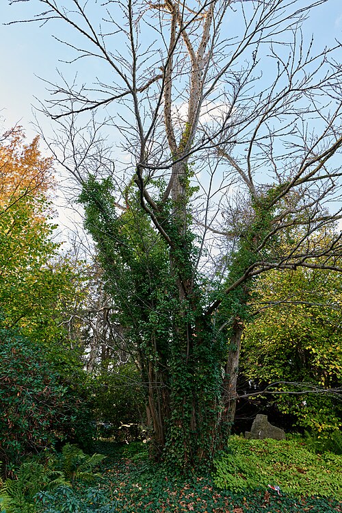 The Katsura of the TU Schaugärten