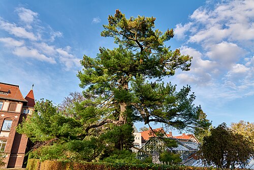The Weymouth Pine of the TU Schaugärten