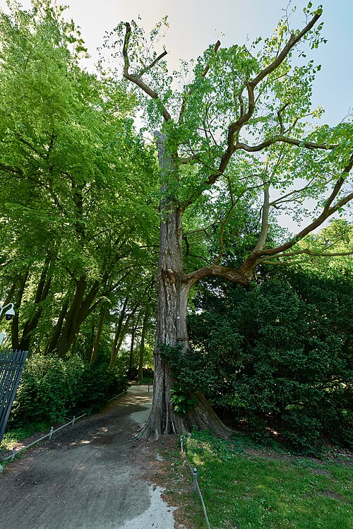 The White Elm east of the English Garden