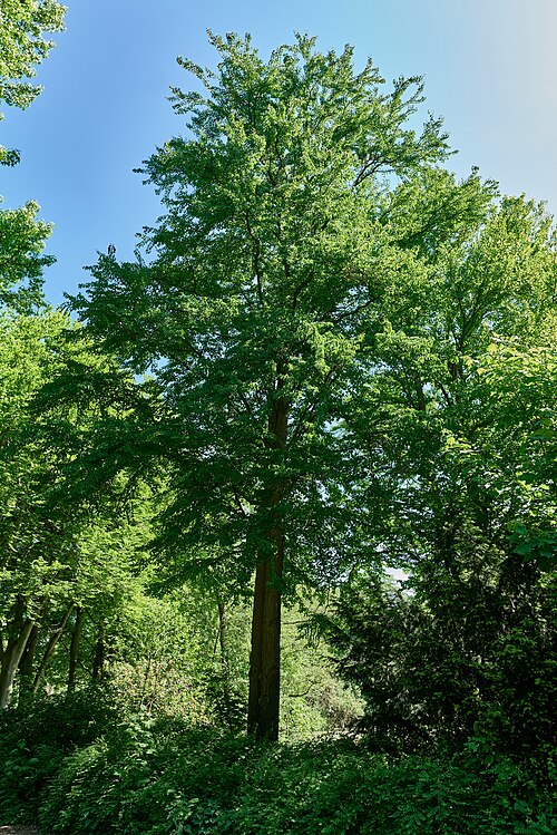 The Katsura south of the Fauler See