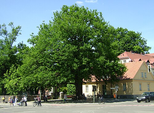 The Zehlendorf Peace Oak