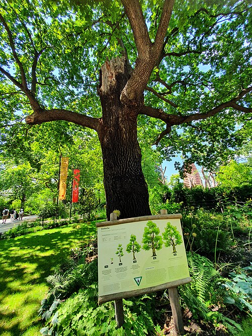 The 500-Year Oak of Berlin Zoo