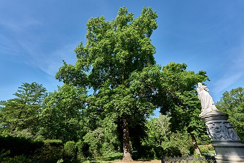 The Tulip Tree of Luiseninsel