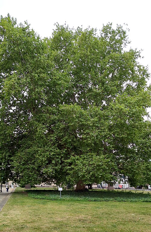The Plane Tree of Bebelplatz