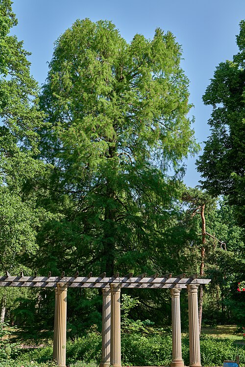 The Bald Cypress of Buergerpark Pankow