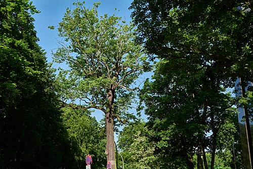 The Sessile Oak by the Carillon