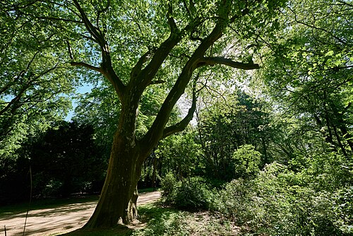 The Plane Tree east of the Neuer See