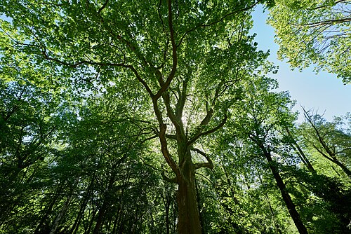 The Plane Tree of Lichtensteinallee