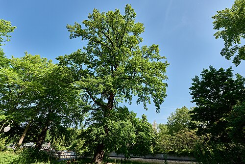 The Oak of Katharina-Heinroth-Ufer