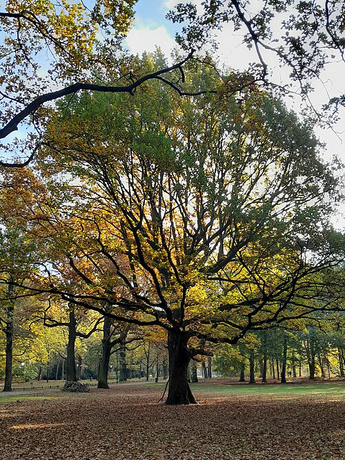 The Oak of Bellevueallee