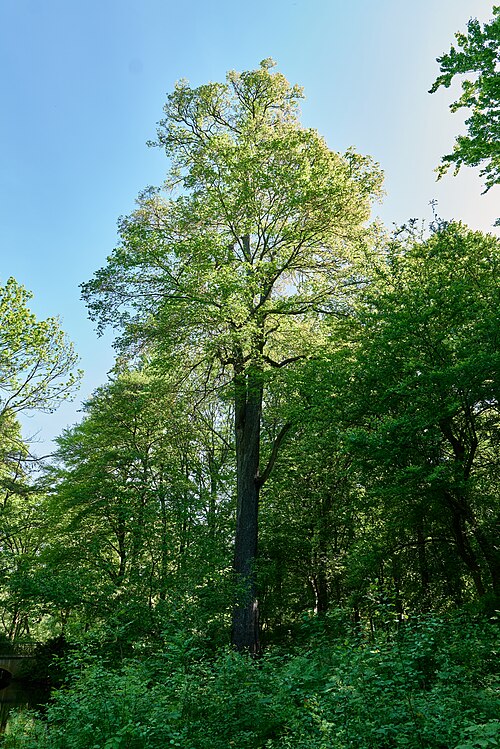 The Fluttering Elm near the Grosse Sternallee Bridge