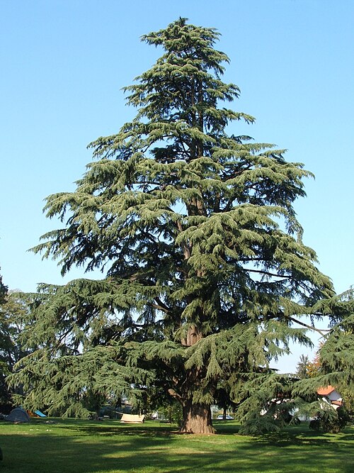 The Giant Cedar of Pedrengo