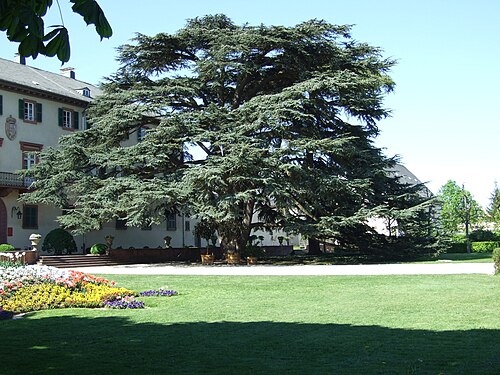 The Cedars of the Konigsflugel