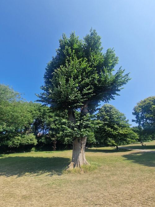 The Queen's Park Champion Wych Elm