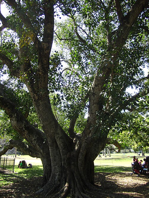The Bodhi Tree