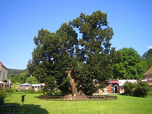 The Linden of King Matthias