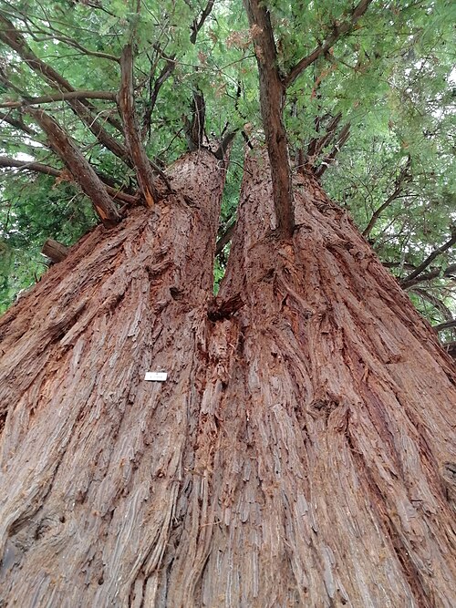 The Sequoia of the Giardini Margherita