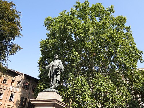 The Plane Tree of Piazza Minghetti