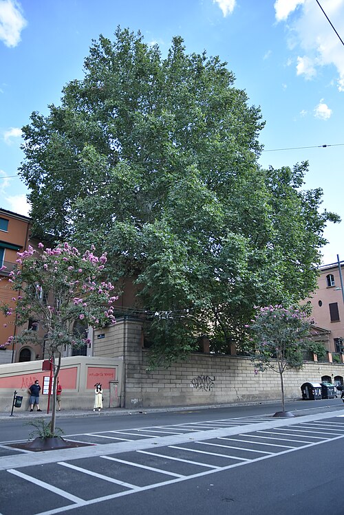 The Oriental Plane of Piazza Malpighi