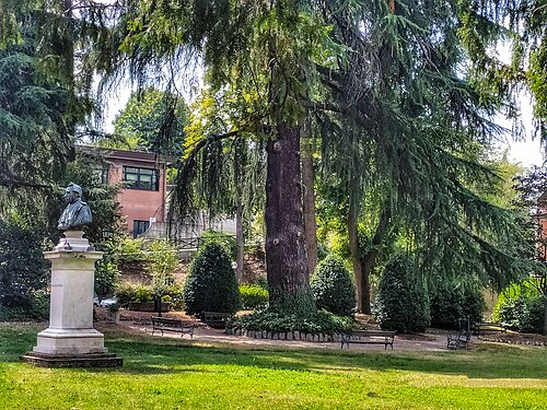 The Himalayan Cedar of the Rizzoli