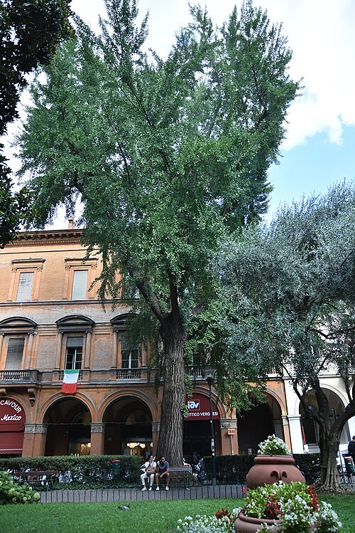 The Ginkgo of Piazza Cavour