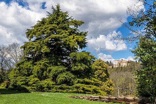 The Himalayan Cedar of Villa Ghigi
