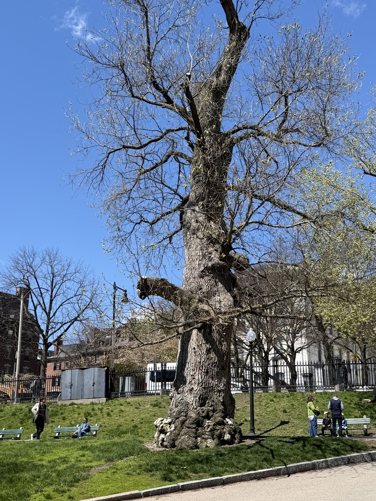 The Shaw Memorial Elms