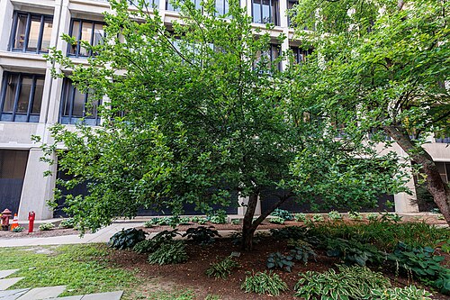 Newton's Apple Tree at MIT