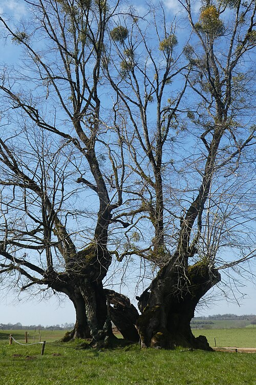 The Great Lime of Grange Sauvaget