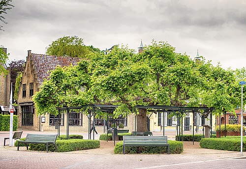 The Moeierboom