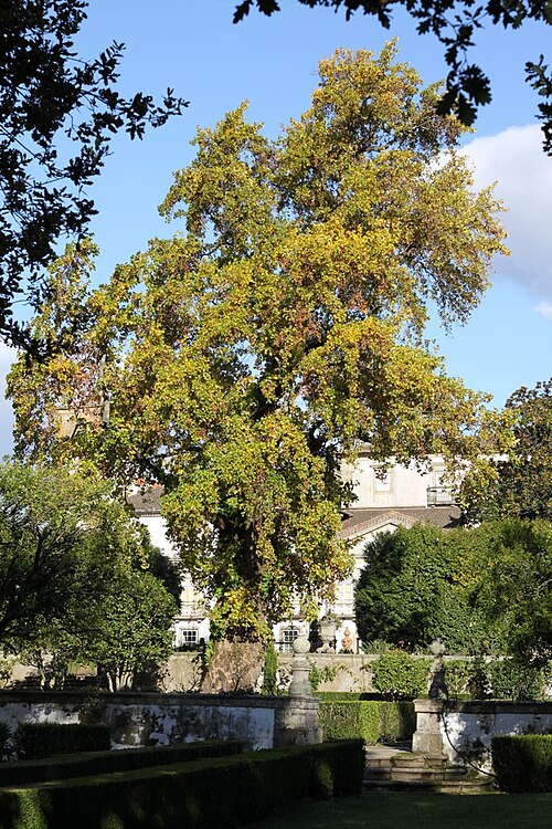 The Tulip Tree of Biscainhos