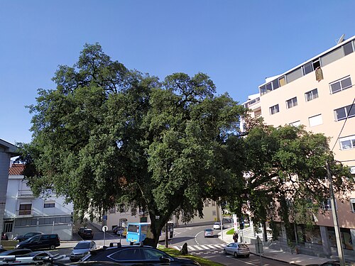 The Cork Oak of Santa Tecla