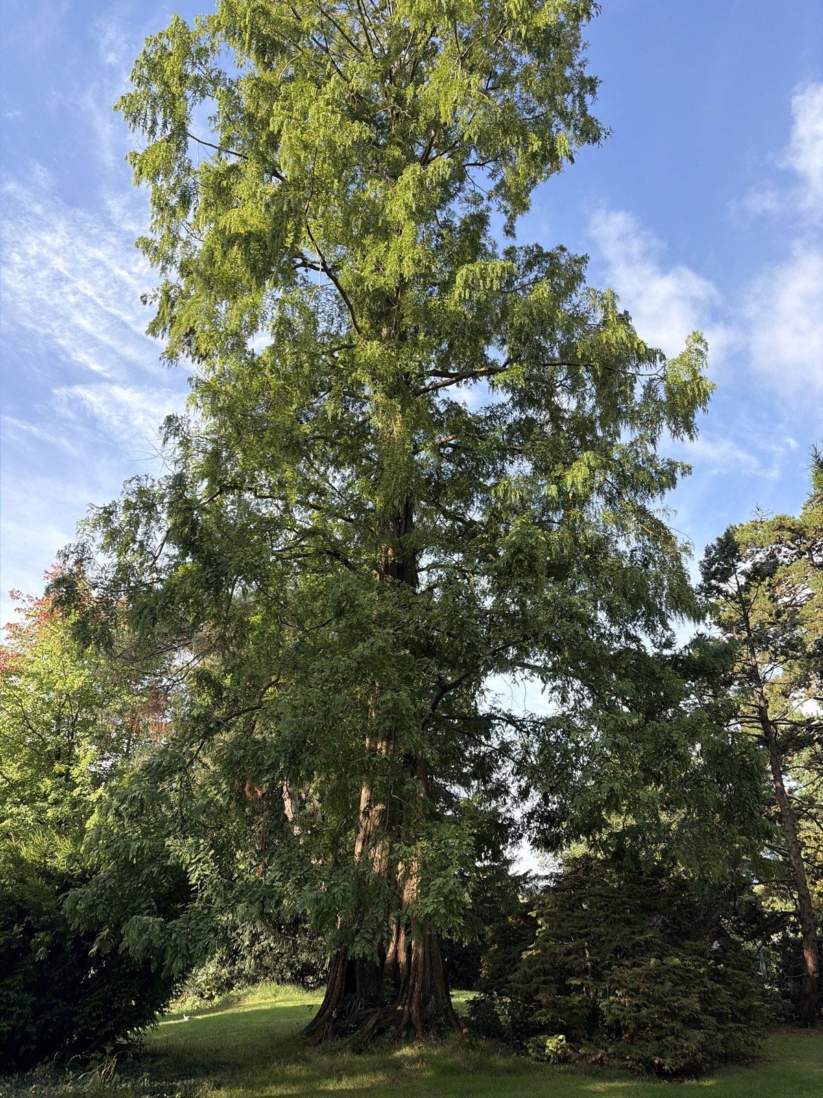 The Cantonspark Dawn Redwood