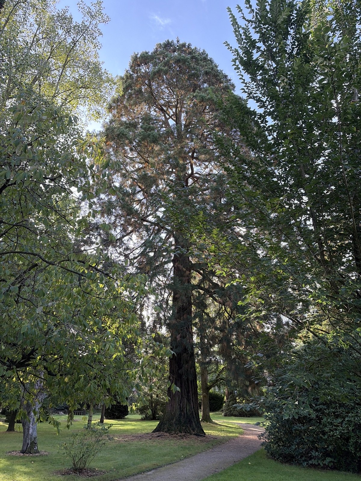 The Cantonspark Giant Sequoia