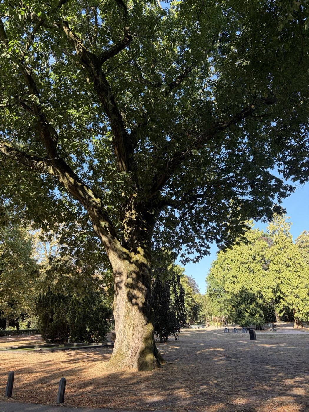 The American Oak of the Pekingtuin