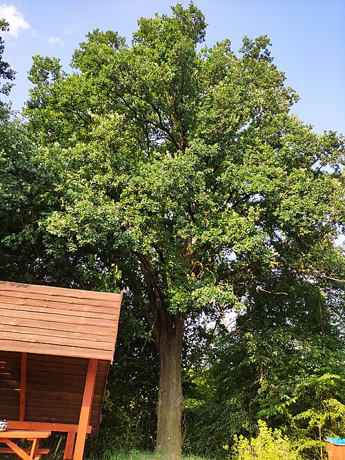 Gniewko Oak
