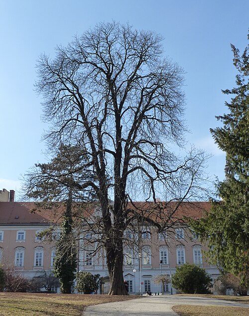 The Horse Chestnut of Rooseveltova