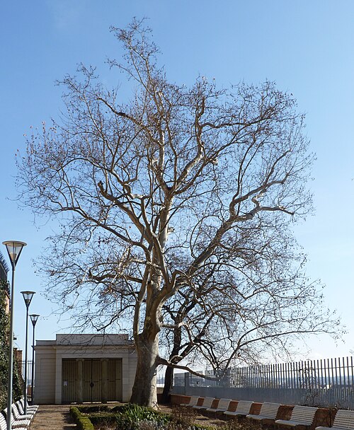The Plane Tree Below Petrov
