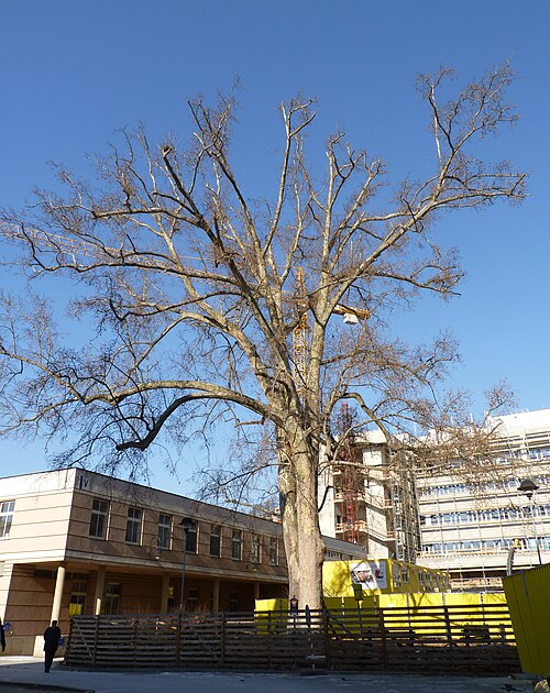 The Plane Tree of St Anne's