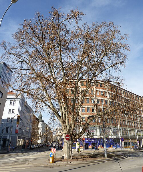 The Plane Tree of Benešova