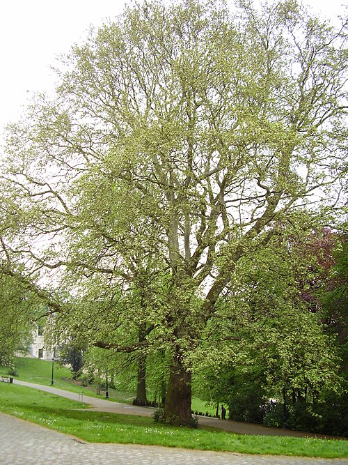 Le Platane d'Orient du parc Léopold