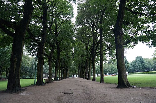 The Chestnut Avenue of the Cinquantenaire