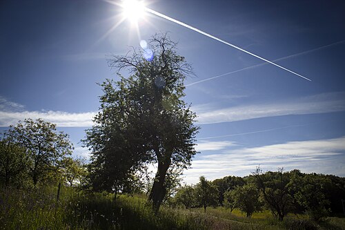 The Apple Tree of Zabudišová